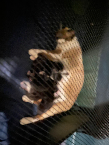 Kittens for sale
