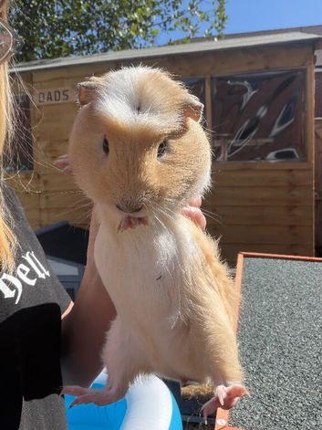 Single male smooth guinea pig