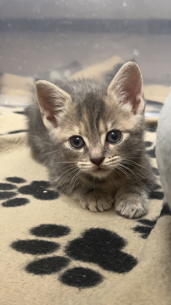 beautiful kittens!