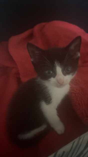 3 Black and white male kitten