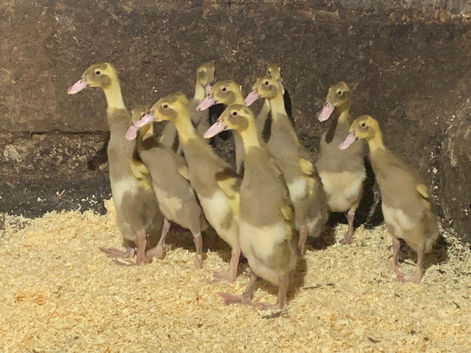 Fawn and white runner FEMALE ducklings