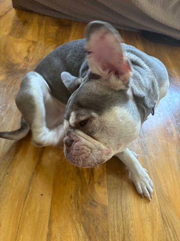 French bulldog in need of new home