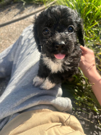Cavapoo puppies f1 tiny miniature full dna clear
