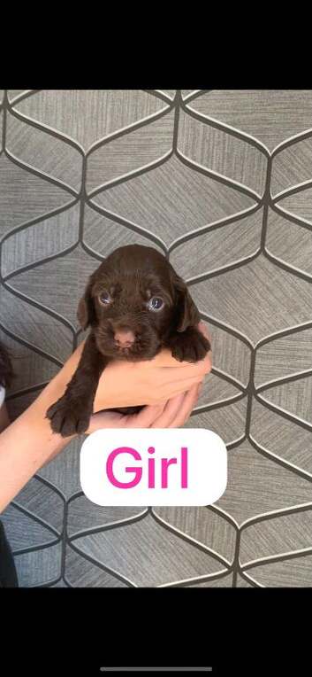 Working cocker spaniel puppy&rsquo;s