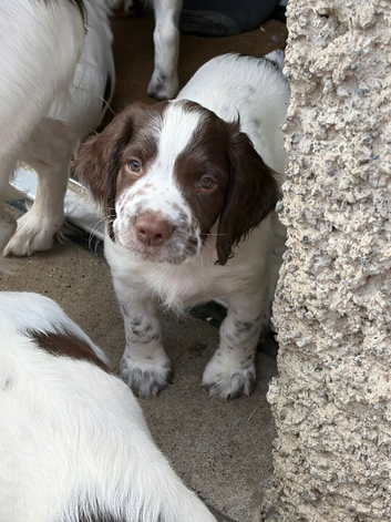 Kc reg springer spaniel puppies ftch working parents