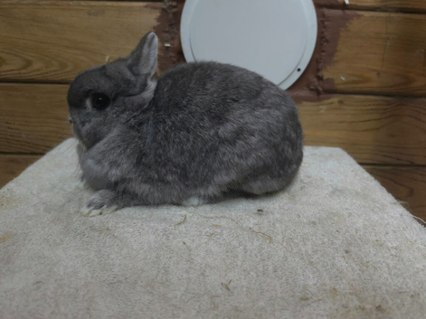 Netherland dwarfs