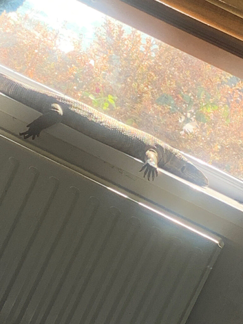 Monitor lizard