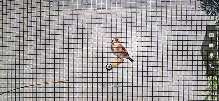 Goldfinch pairs , red siskin pair and yellow black hooded Siskin pair