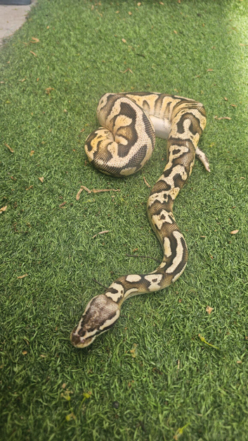 Firefly yellowbelly ph pied male