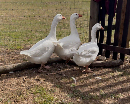 3 Embden ganders for sale