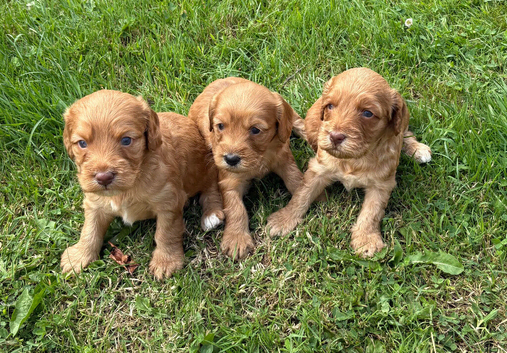 Red cockerpoo pups