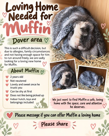 ️ Loving home needed for Muffin &ndash; Dover area ️