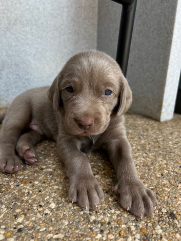 Long & Short Haired Weimaraner KC Reg