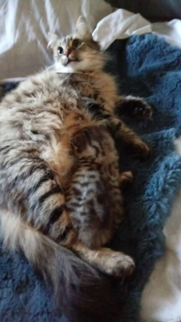 KITTENS FOR SALE