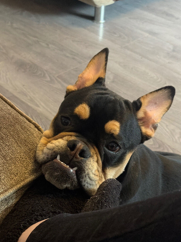 English x Frenchie