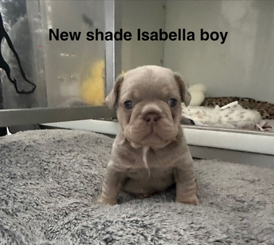 2 stunning french bulldog boys