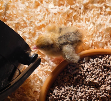Jumbo Coturnix Quail hatching eggs