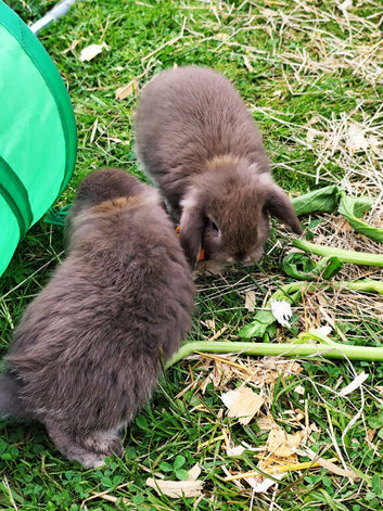 Last Ones Pure Breed Mini Lops Chocolate and Black Otters