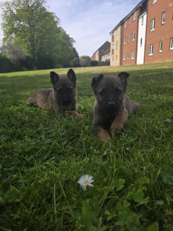 German shepherd puppies
