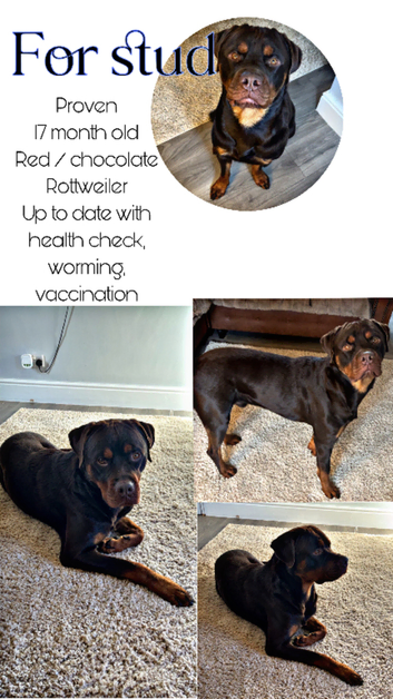 Red Rottweiler for stud
