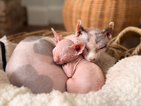 Beautiful Sphynx kittens