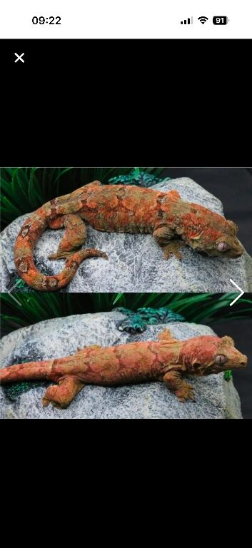 Breeding pair of chahoua gecko