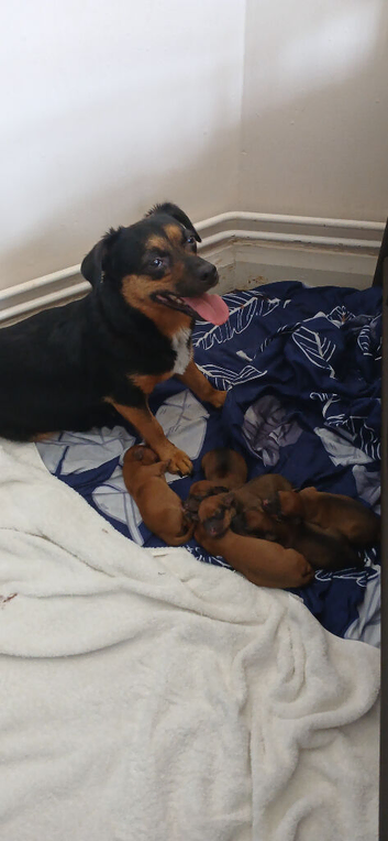 Male puppy