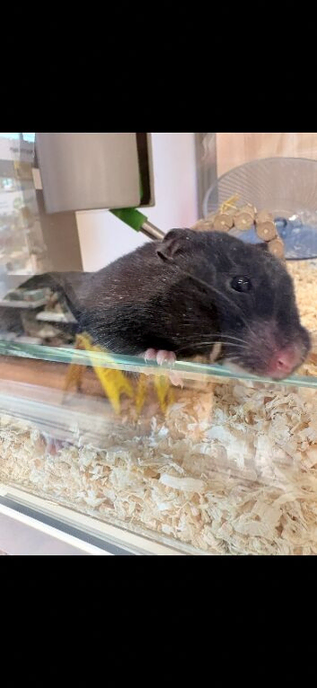7 month old Syrian hamster
