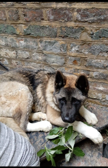 Akita puppy