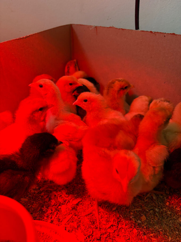 Easter Egger chicks