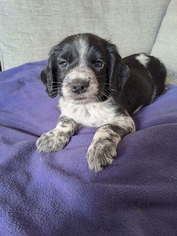 Ready now boy sprocker F1 mum and dad dna and health testec