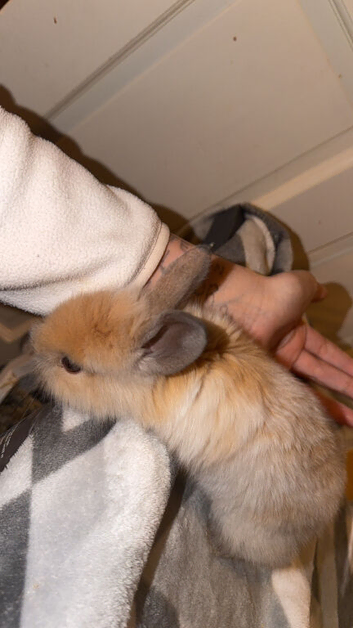 Lion head rabbits