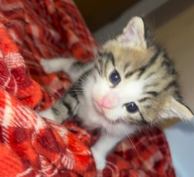 one male kitten ready now