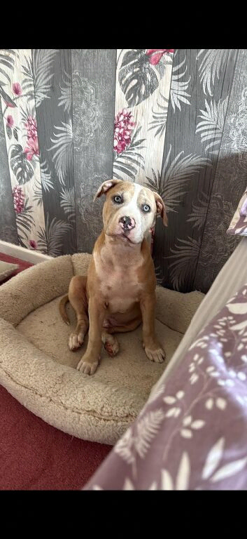 American bully cross puppy