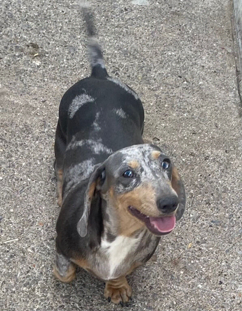 Lilac and cream dapple miniature dachshund