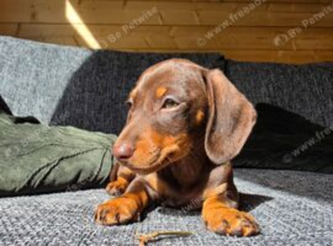 READY NOW Kc registered mini dachshund pups