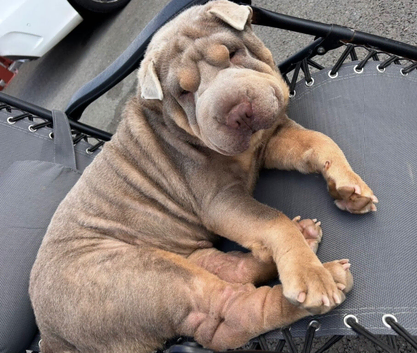 Shar pei lilac and tan
