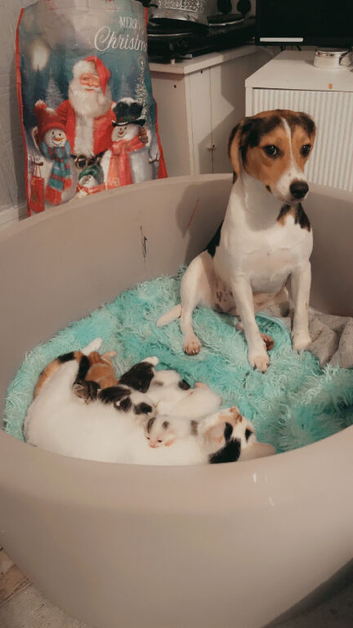 Unusual marking kittens