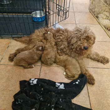 Cavapoo puppies