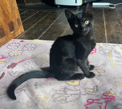 Beautiful black boy kitten.