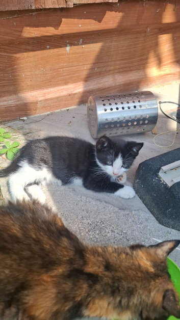 Kitten