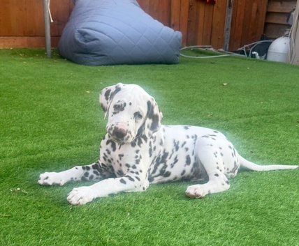 Ready now 2 chunky boys left