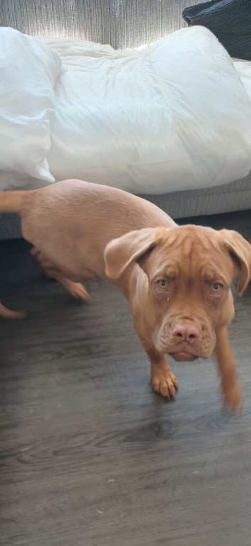 6 month old female