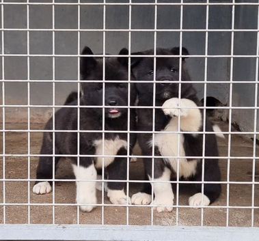 American Akita Chunky Bears