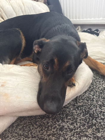 Sheprador