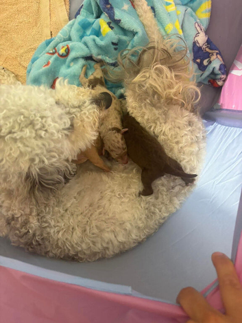 Miniature poodles