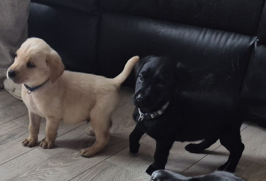Top Quality Kc registered labrador pups