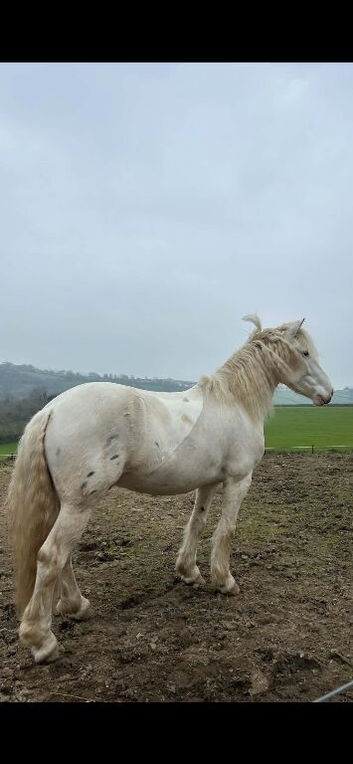 14.2hh appaloosa cob