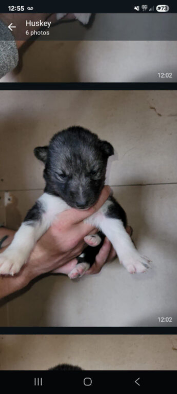 Small Siberian husky puppies