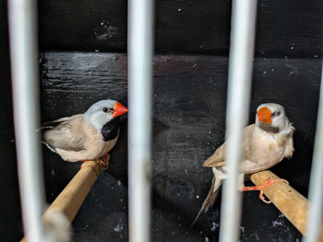 Hex grass finch pair